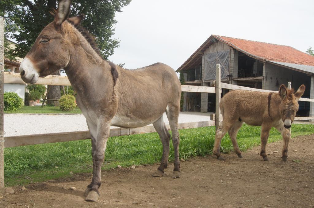 Agriturismo Richeton Gaiarine 外观 照片